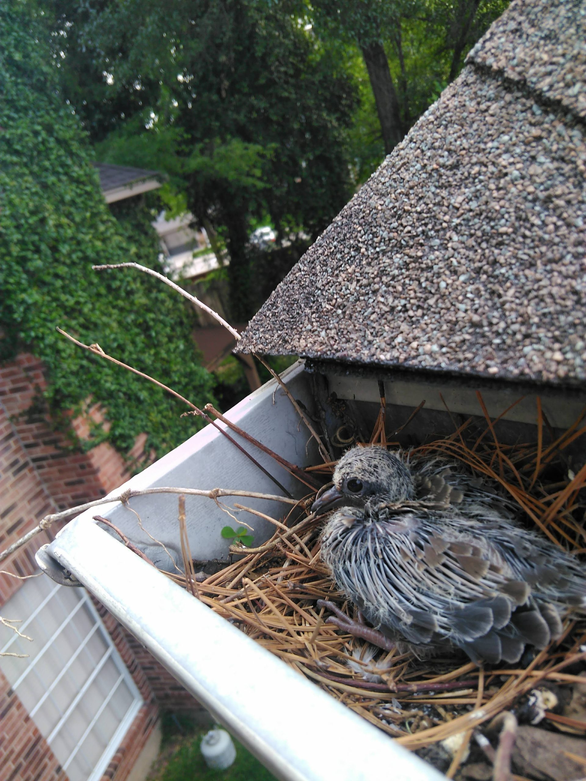 Signs of Bird Problems